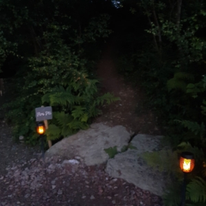 Pathway leading to firepit